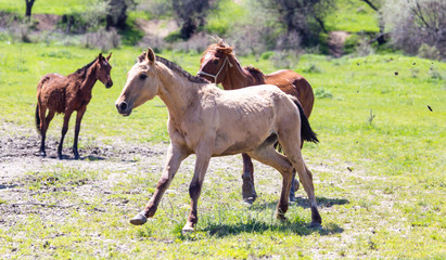 A horse in the pasture on a green lawn