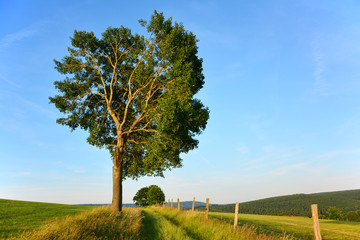 Baum mit sichtbaren Ästen
