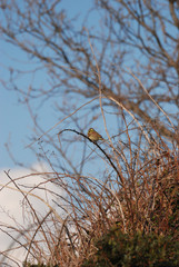 Birdwatching in Sardegna