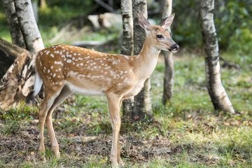 Whitetail Fawn In Wooded Field