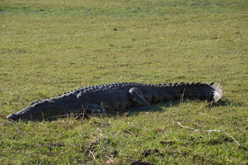 Chilling  Croc