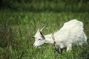 A young goat grazes in a meadow and eating