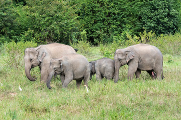 Wildlife of family Asian Elephant walking and looking grass for food in forest. Kui Buri National Park. Thailand.
