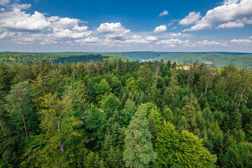 Blick über den Bäumen im Schwarzwald an einem Sommertag, Deutschland