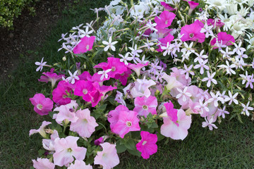 ピンク色の小花