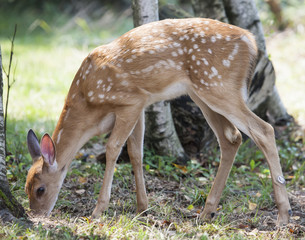 Whitetail Fawn In Wooded Field