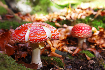 Red Amanita muscaria mushrooms in a forest