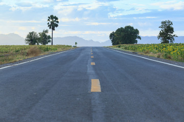 Naklejka premium Empty long way road along sun flower farm