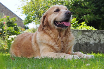 Fototapeta premium Golden Retriever