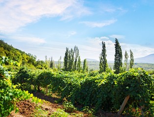 Fototapeta premium Vineyard.