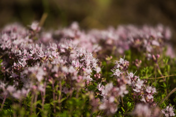 A beautiful closeup of a natural wild thyme flowers blossoming near the wood. Herbal tea. Closeup with a shallow depth of field.