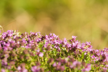A beautiful closeup of a natural wild thyme flowers blossoming near the wood. Herbal tea. Closeup with a shallow depth of field.