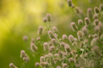 A beautiful closeup of a pale purple fluffy grass in the sunshine. Closeup with a shallow depth of field.