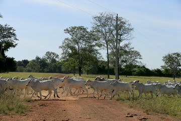 Fazenda de gado