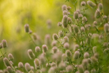 A beautiful closeup of a pale purple fluffy grass in the sunshine. Closeup with a shallow depth of field.