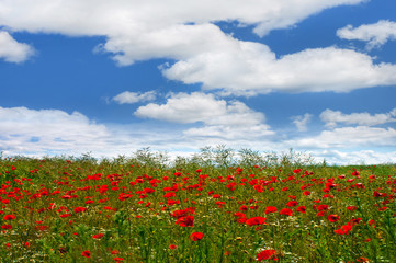 Fototapeta na wymiar Landscape - Poppy field