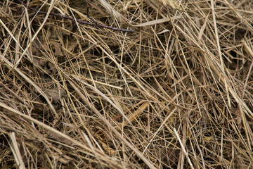 A beautiful closeup of a natural dried grass. Abstract nature background pattern.
