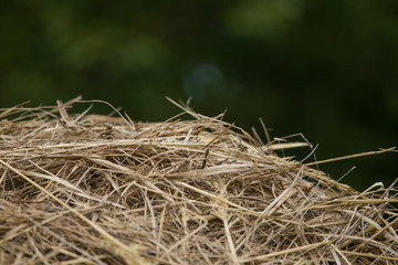 A beautiful closeup of a natural dried grass. Abstract nature background pattern.