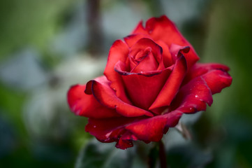 red rose in the grass