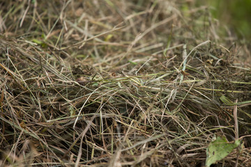 A beautiful closeup of a natural dried grass. Abstract nature background pattern.