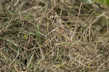 A beautiful closeup of a natural dried grass. Abstract nature background pattern.