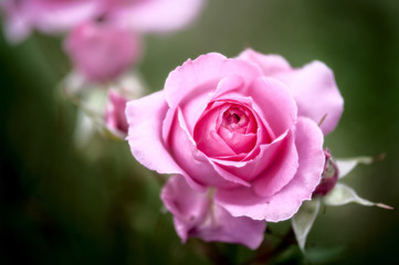 Pink rose in natural conditions. Mystical, gentle photo. Summer background. Flower Pattern