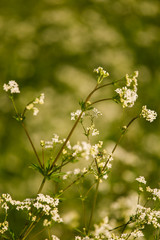 A beautiful white bedstraws blossoming in a summer meadow. Vibrant closeup with a shallow depth of field.