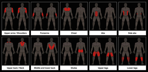 Muscle chart - male body, frontal and back view with highlighted red muscle parts - isolated vector illustration on black background.