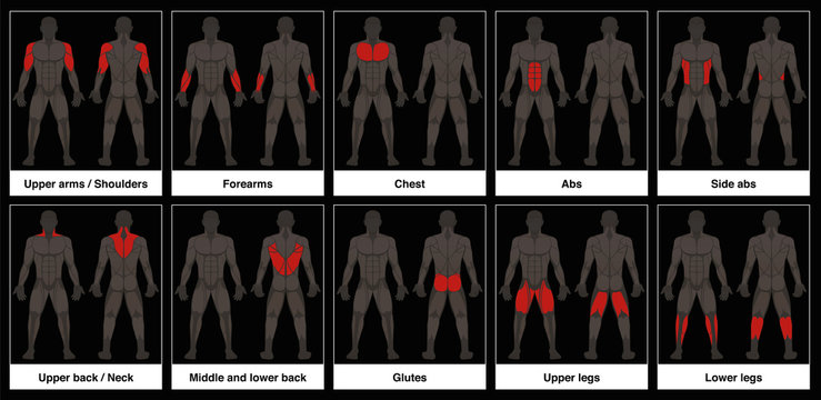 Muscle chart - male body, frontal and back view with highlighted red muscle parts - isolated vector illustration on black background.