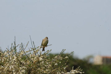 Birdwatching in Sardegna