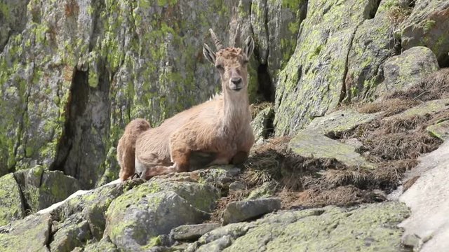 Ibex, Capra Ibex, laying on high mountain cliffs while chewing 