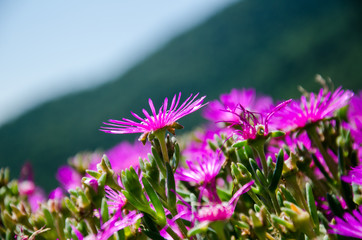 Natural bokeh