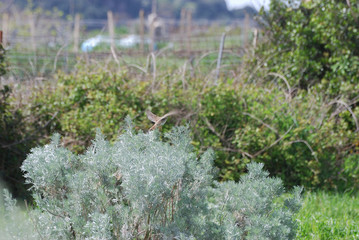 Birdwatching in Sardegna