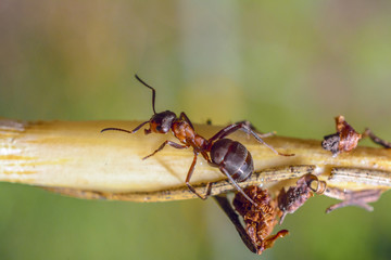 The ant creeps along the stick 