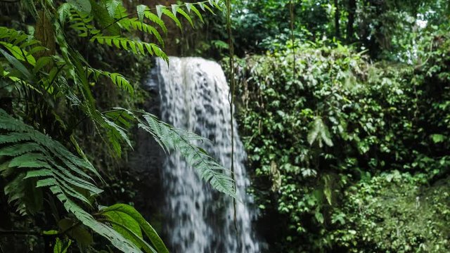 Close up of jungle fern plants in front of tropical waterfall