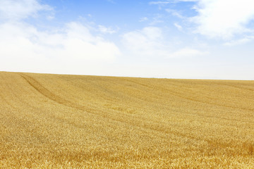 小麦畑　北海道　Hokkaido summer wheat field