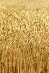 小麦畑　北海道　Hokkaido summer wheat field