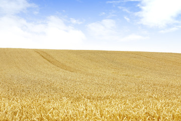 小麦畑　北海道　Hokkaido summer wheat field