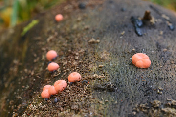 lycogala epidendrum mushroom