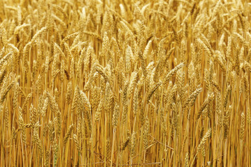 小麦畑　北海道　Hokkaido summer wheat field