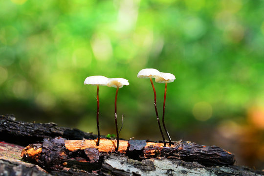 marasmius rotula