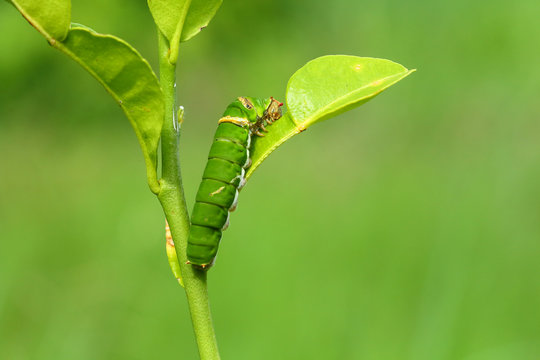 Butterfly caterpillar.