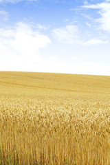 北海道の小麦畑　Hokkaido summer wheat field