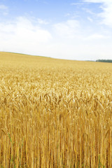 北海道の小麦畑　Hokkaido summer wheat field