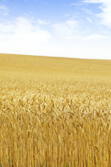 北海道の小麦畑　Hokkaido summer wheat field