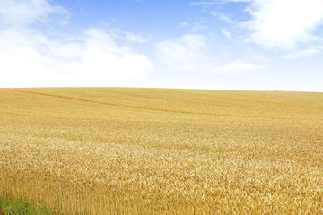 北海道の小麦畑　Hokkaido summer wheat field