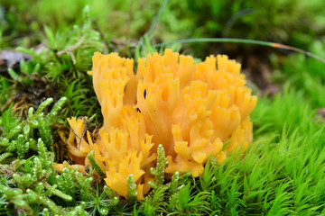 ramaria flava mushroom