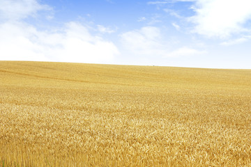北海道の小麦畑　Hokkaido summer wheat field