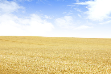 北海道の小麦畑　Hokkaido summer wheat field