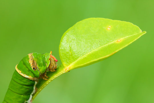 Butterfly caterpillar.